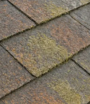 コケ・腐食